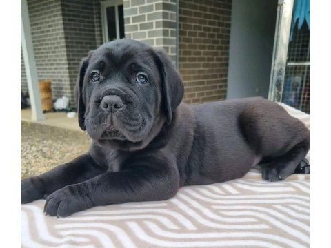 Dev boy cane corso yavruları güçlü ve iri yapı