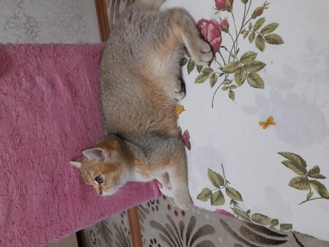Dişi scottish straight 4,5 aylık yavru kedi