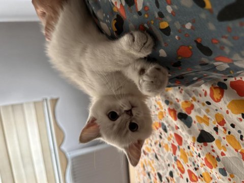 British shorthair silver ny 1133