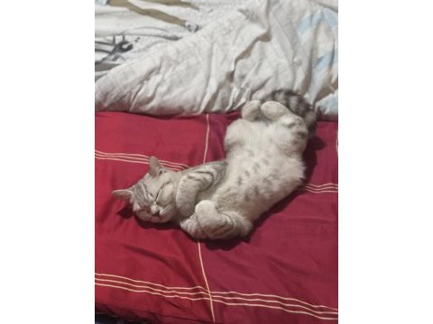 Ücretsiz 5 aylık kedimiz