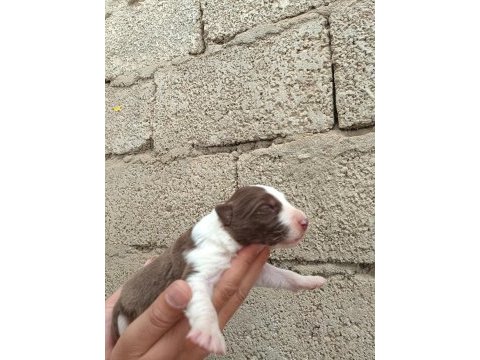 Border collie bebekler