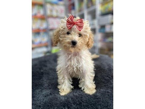 Mini -teacup poodle
