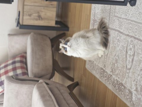 Ragdoll sealbicolor dişimizi sahiplendiriyoruz