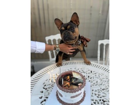 A kalite french bulldog