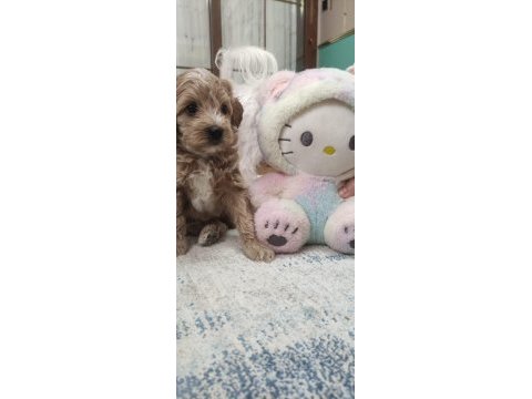 Erkek maltipoo