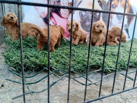 Tüy dökmez maltipoo yavrular harika renkler