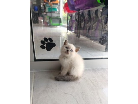 British shorthair blue point