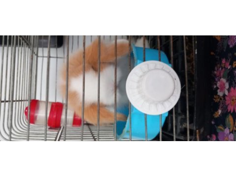 Hollanda lop tavşan