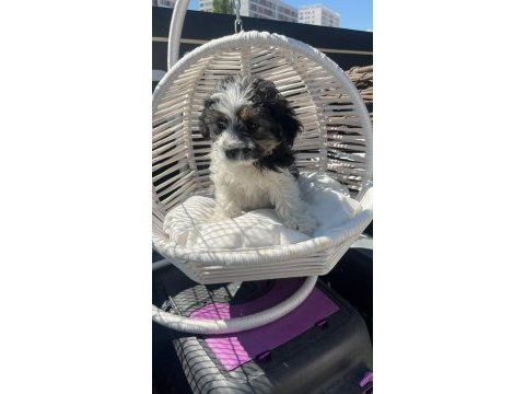 Yeni sütten kesilmiş terrier yavrular