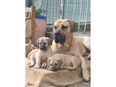 A kaliteli presa canario yavrular