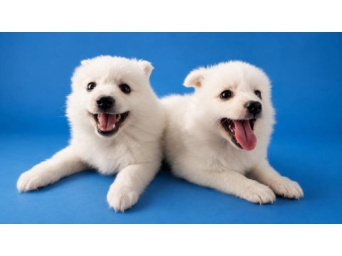 Beyaz pomeranian spıtz (tilki surat)