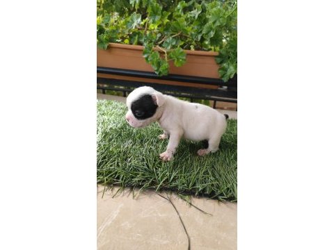 Bir o kadar sevimli french bulldog