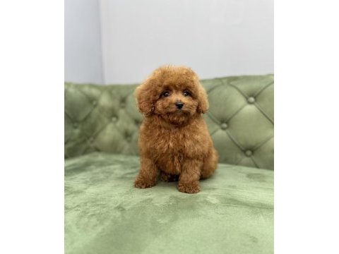 Toy garantili dişi red brown toy poodle yavrularımız