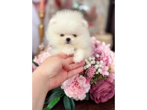 Oyuncak gibi 2 ayıcık pomeranian boo