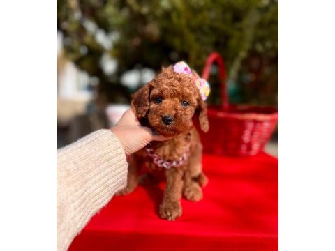 Safkan toy poodle bebekler