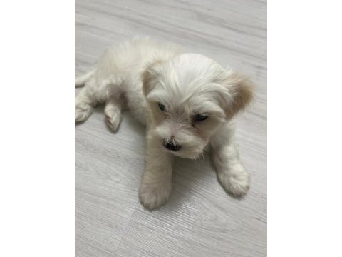 Maltipoo 62 günlük erkek