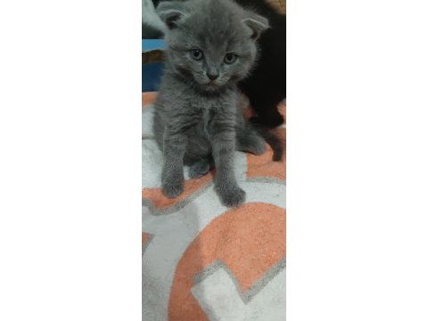 Tatlış british shorthair miniklerimiz