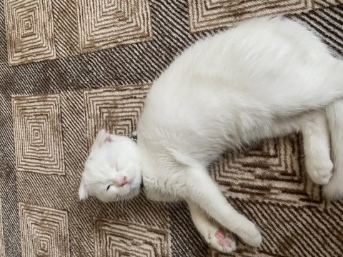 2 aylık aşılı scottish fold
