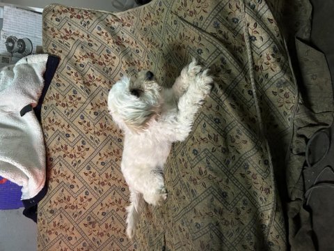 9 aylık dişi köpeğimiz yeni yuvasını arıyor