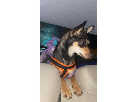 Chihuahua köpeğimize acil yeni yuva