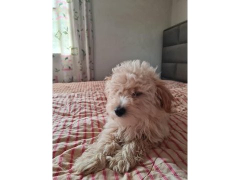 6 ocak doğumlu son erkek maltipoo