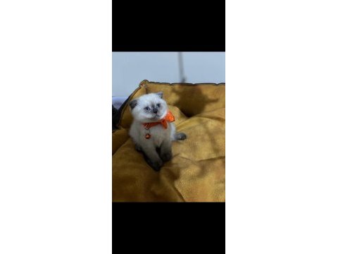 Scottish fold dişi yavrumuza yuva (uyguna)