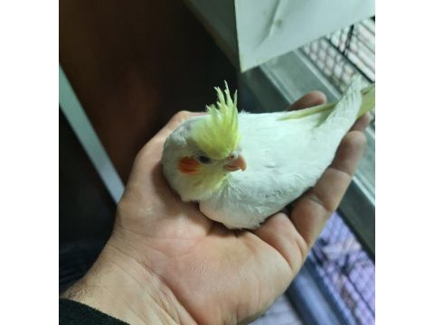 Yeni yeme düşmüş sultan papağanı yavrular
