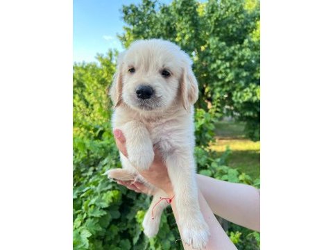 Bebek yüzlü golden retriever yavrular