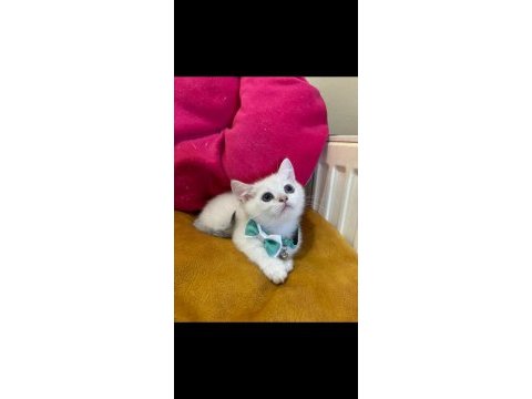 British shorthair erkek yavrumuza yuva (uyguna)
