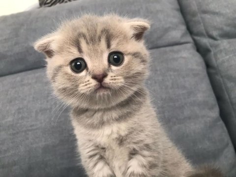 2 dişi 1 erkek scottish fold