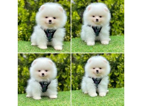 Pomeranian boo ayı yüz bebekler