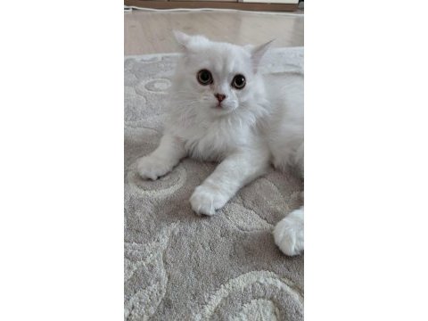 Yavru british longhair