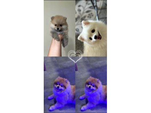 2 aylık pomeranian pet eğitimi devam ediyor