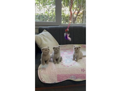 Scottish fold lilac yavrular