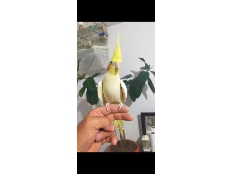 Ele alıştırmalık sultan papağanı