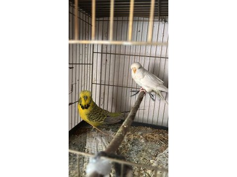 Jumbo muhabbet kuşu çiftleri