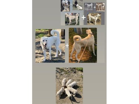 Akbaş orjinal sağlam kan