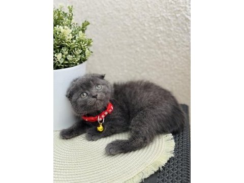 Scottish fold duman rengi