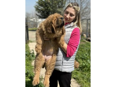 Köpeklerin atası tibet mastifi