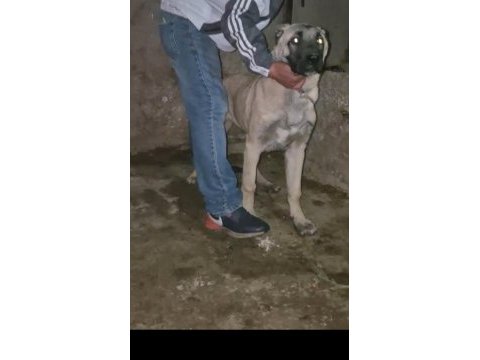 Kangal yavrusu soy sağlam mal zaten ortada