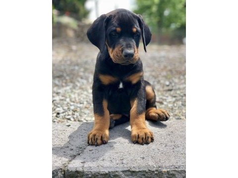 Doberman ölüm gibi bişi