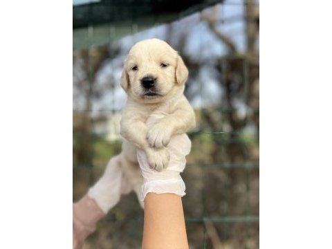 Baby face ırk garantili golden retriever yavrular