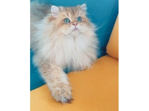 Şecereli golden longhair british 1 yaşında erkek