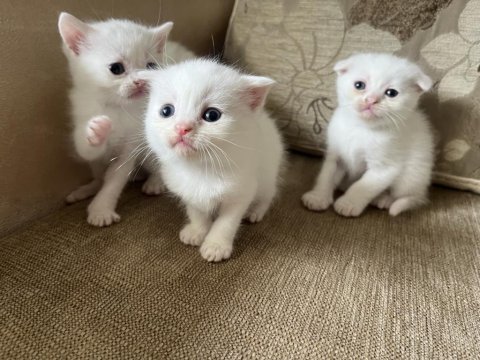 Safkan british shorthair yavrusu yeni yuvasını arıyor
