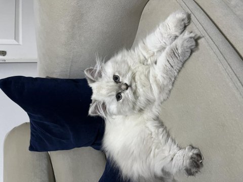 2 aylık dişi british longhair