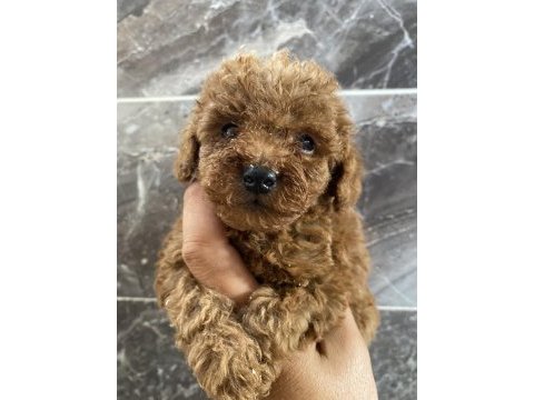 Orjinal toy poodle bebekler