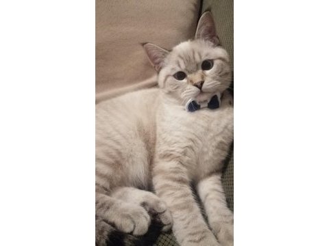 Acil british shorthair