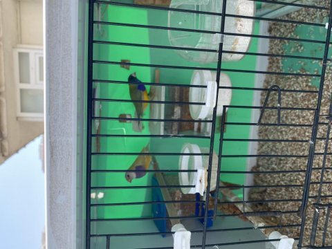 2 adet golden finch 1 adet dişi ve 1 adet erkek