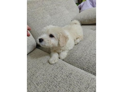 4 aylık evcil maltipoo