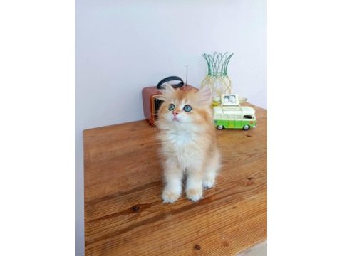 Efsane saf kan golden longhair dişi erkek bebeklerim